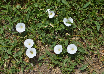 Acker-Winde (Convolvulus arvensis) - © Bernard Wieser