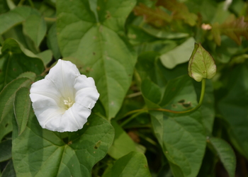 Echte Zaunwinde (Calystegia sepium) - © Bernard Wieser