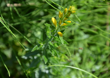 Färber-Ginster (Genista tinctoria) - © Bernard Wieser