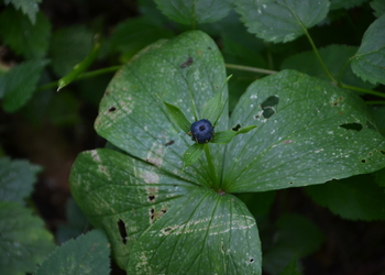 Einbeere (Paris quadrifolia) - © Bernard Wieser