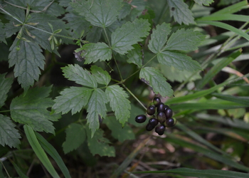 Christophskraut (Actea spicata) - © Bernard Wieser