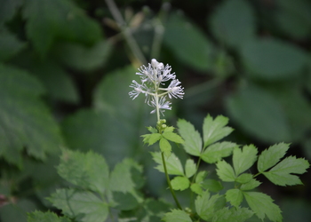 Christophskraut (Actea spicata) - © Bernard Wieser