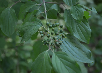 Blutroter Hartriegel (Cornus sanguinea) - © Bernard Wieser