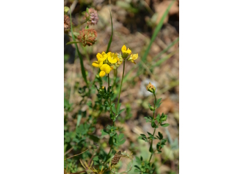 Wiesen-Hornklee (Lotus corniculatus) - © Bernard Wieser
