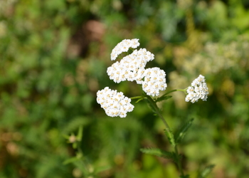 Gewöhnliche Schafgarbe (Achillea millefolium agg.) - © Bernard Wieser