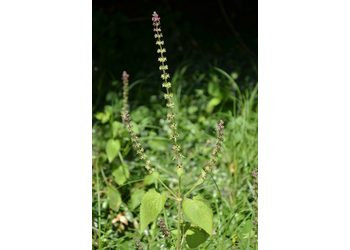 Waldziest (Stachys sylvatica) - © Bernard Wieser