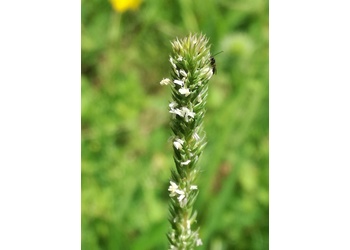 Steppen-Lieschgras (Phleum phleoides) - © Bernard Wieser