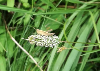 Steppen-Lieschgras (Phleum phleoides) - © Bernard Wieser