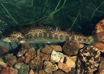 Bachforelle (Salmo trutta forma fario) - © Darko Grlica