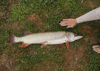 Hecht (Esox lucius) - © Darko Grlica