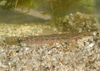 Smerle (Barbatula barbatula) - © Darko Grlica