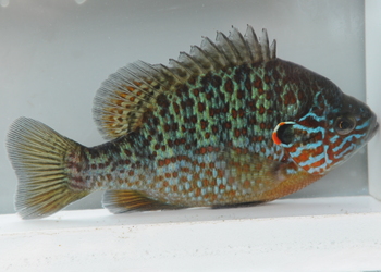 Sonnenbarsch (Lepomis gibbosus) - © Darko Grlica