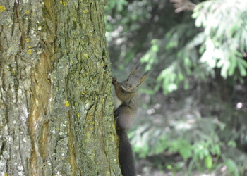 Eichhörnchen (Sciurus vulgaris) - © Bernard Wieser