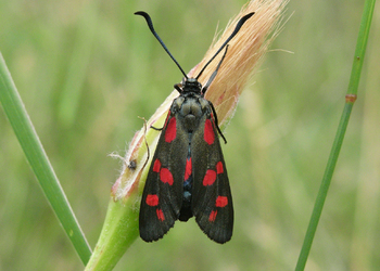 Sechsfleck-Widderchen (Zygaena filipendulae) - © Leo Kuzmits