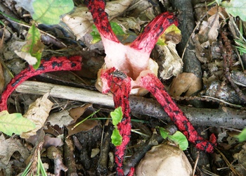 Tintenfischpilz (Clathrus archeri) - © Bernard Wieser