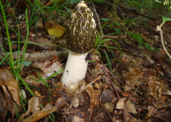 Stinkmorchel (Phallus impudicus) - © Bernard Wieser
