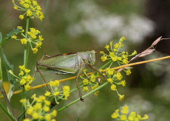 Zwitscher Heupferd (Tettigonia cantans) - © Willi Stani