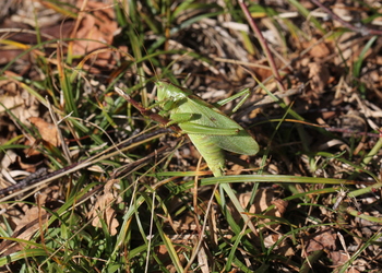 Zwitscher Heupferd (Tettigonia cantans) - © Willi Stani