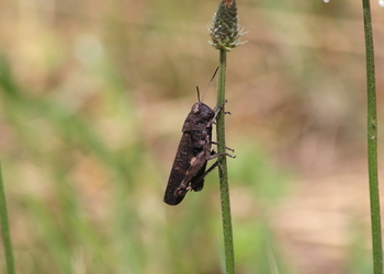 Rotflügelige Schnarrschrecke (Psophus stridulus) - © Willi Stani
