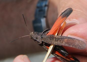 Rotflügelige Schnarrschrecke (Psophus stridulus) - © Willi Stani