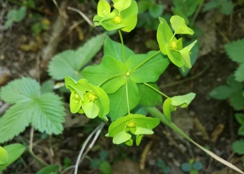 Süße Wolfsmilch (Euphorbia dulcis) - © Bernard Wieser