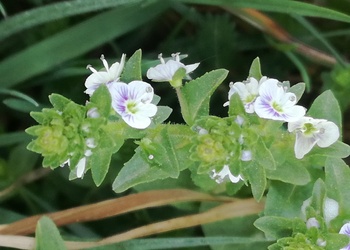 Quendel-Ehrenpreis (Veronica serpyllifolia) - © Bernard Wieser