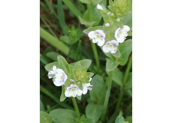 Quendel-Ehrenpreis (Veronica serpyllifolia) - © Bernard Wieser