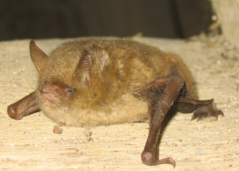 Wimperfledermaus (Myotis emarginatus) - © Primož Presetnik