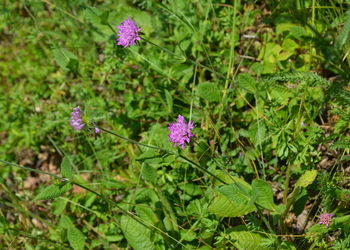 Wald Witwenblume (Knautia dryméia) - © Bernard Wieser