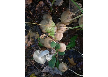 Brauner Rasling (Lyophyllum decastes) - © Bernard Wieser