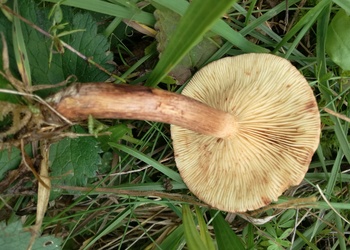 Gelbblättriger Ritterling (Tricholoma fulvum) - © Bernard Wieser