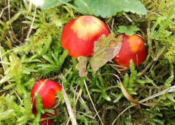 Kirschroter Saftling (Hygrocybe coccinea) - © Bernard Wieser