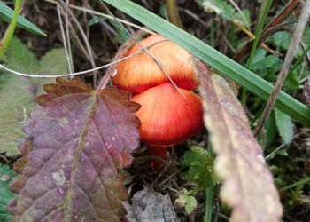 Kirschroter Saftling (Hygrocybe coccinea) - © Bernard Wieser
