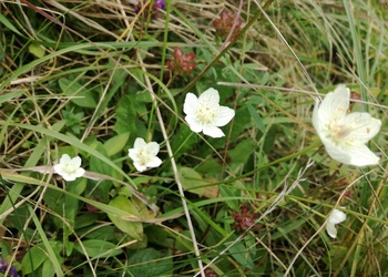 Sumpf-Herzblatt (Parnassia palustris) - © Bernard Wieser