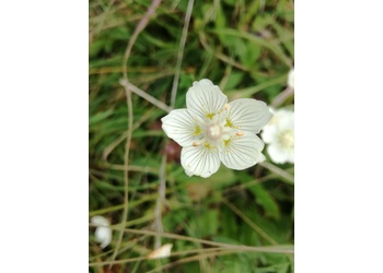 Sumpf-Herzblatt (Parnassia palustris) - © Bernard Wieser
