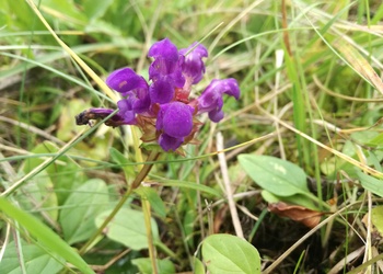 Großblütige Brunelle (Prunella grandiflora) - © Bernard Wieser