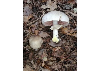 Perlhuhn-Karbol-Champignon (Agaricus moelleri) - © Bernard Wieser