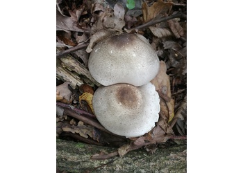 Perlhuhn-Karbol-Champignon (Agaricus moelleri) - © Bernard Wieser