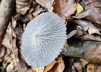 Hasen-Tintling (Coprinopsis lagopus) - © Mag. Bernard Wieser