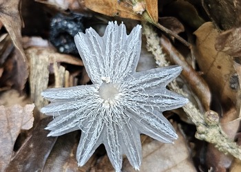 Hasen-Tintling (Coprinopsis lagopus) - © Mag. Bernard Wieser
