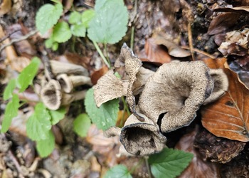 Herbst-Trompete, Toten-Trompete (Craterellus cornucopioides) - © Mag. Bernard Wieser