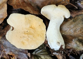 Semmelstoppelpilz (Hydnum repandum) - © Mag. Bernard Wieser