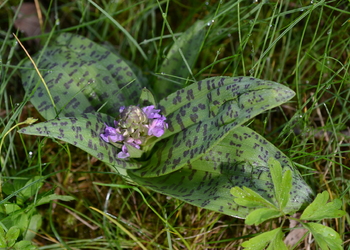 Breitblättriges Knabenkraut (Dactylorhiza majalis) - © Bernard Wieser