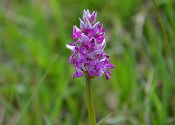 Helm-Knabenkraut (Orchis militaris) - © Bernard Wieser