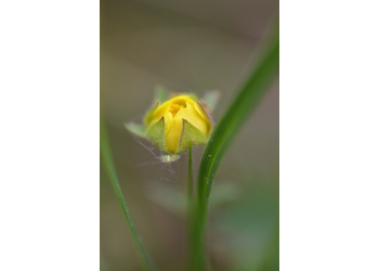 Sternhaariges Fingerkraut (Potentilla pusilla) - © Bernard Wieser