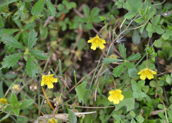 Sternhaariges Fingerkraut (Potentilla pusilla) - © Bernard Wieser