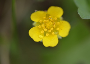 Sternhaariges Fingerkraut (Potentilla pusilla) - © Bernard Wieser