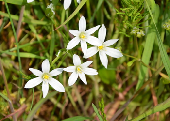 Dolden-Milchstern (Ornithogalum umbellatum) - © Bernard Wieser