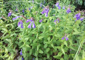 Spiess-Helmkraut (Scutellaria hastifolia) - © Bernard Wieser