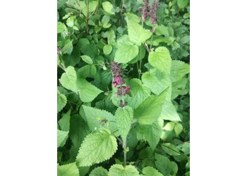 Wald-Ziest (Stachys sylvatica) - © Bernard Wieser